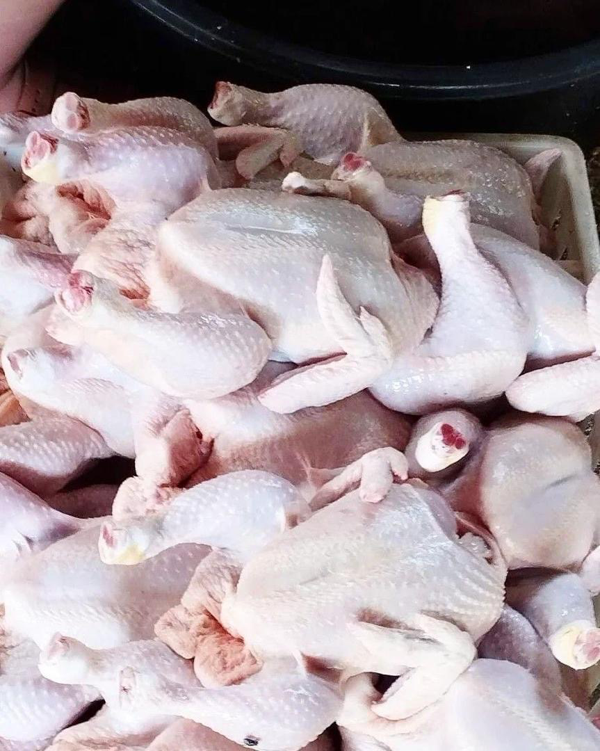 Ventes poulets de chairs